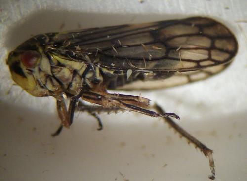 Réf. 256 676 : Oncopsis sp.